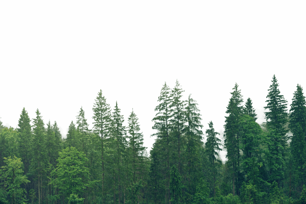 camping calme cote dopale