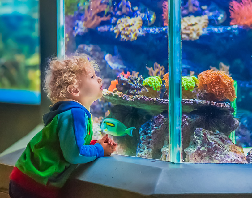 animations pedagogiques