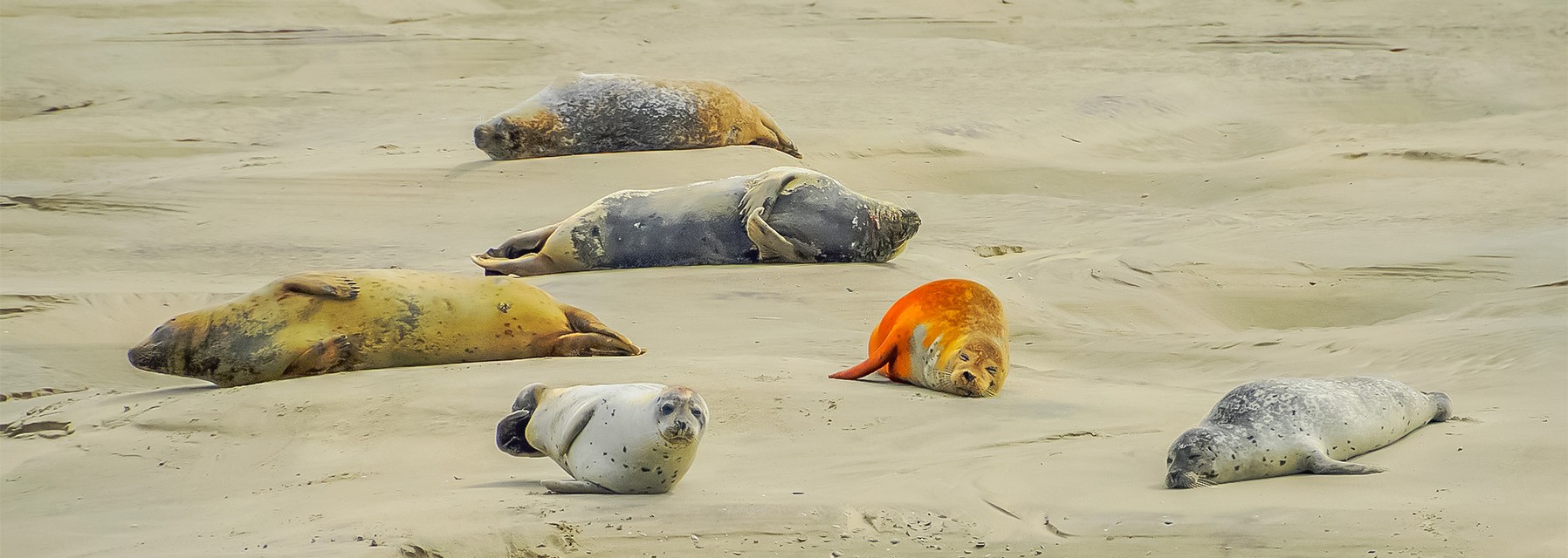 comment voir les phoques