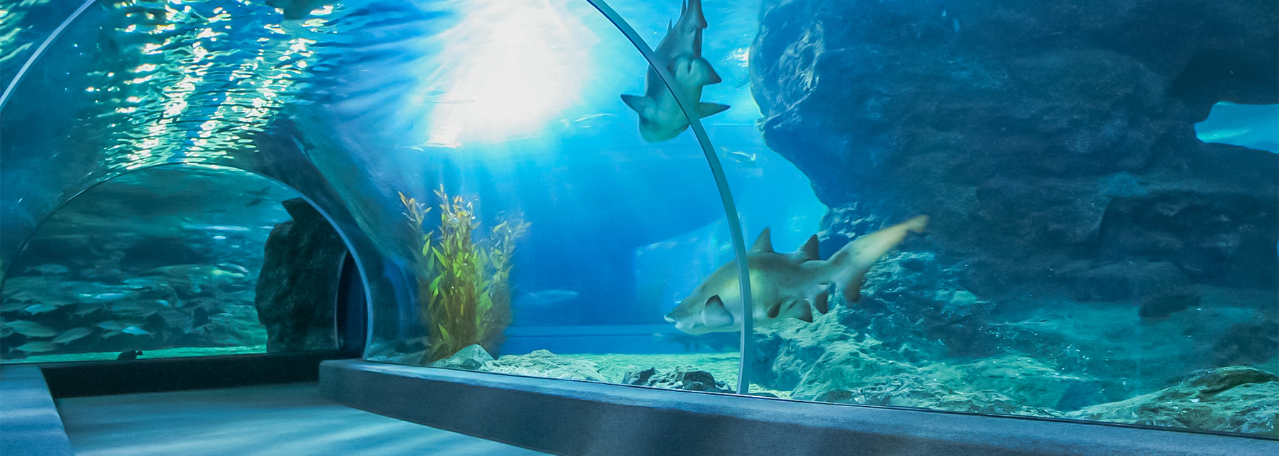 experience immersive exceptionnelle