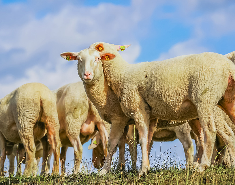 moutons de pres sales