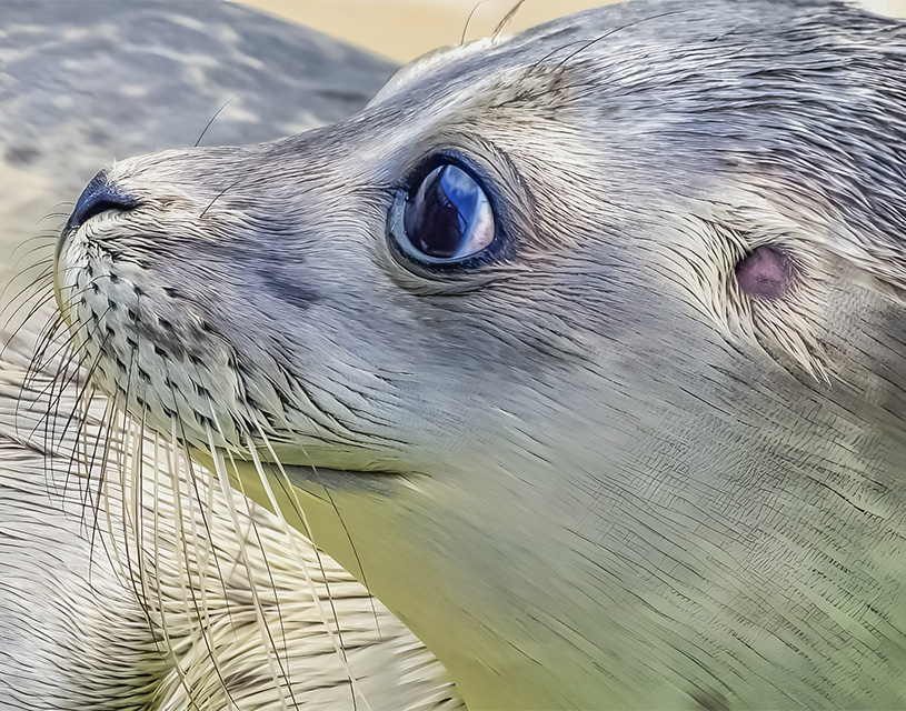 tresor preserve de la cote d opale