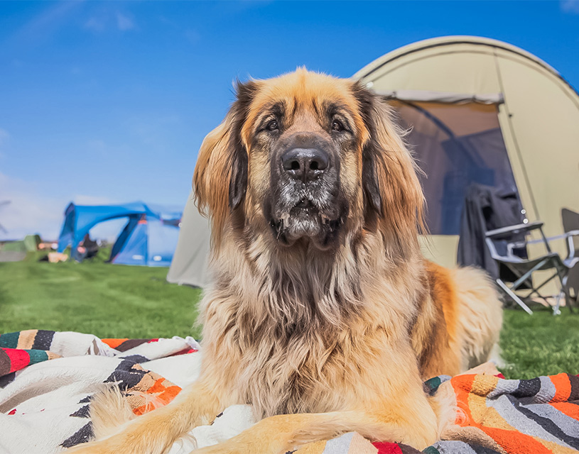 voyagez avec votre animal